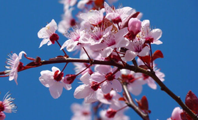 flower tree